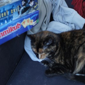 Free Thought Friday: The Orchestration of The Dog vs. Cat&nbsp;Conflict