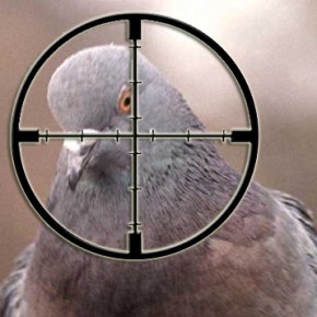 A Day of Hunting&nbsp;Pigeons