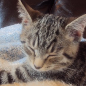 Angry and Sad? The Cure Is In This Article (Spoilers: It’s Sleeping&nbsp;Cats!)